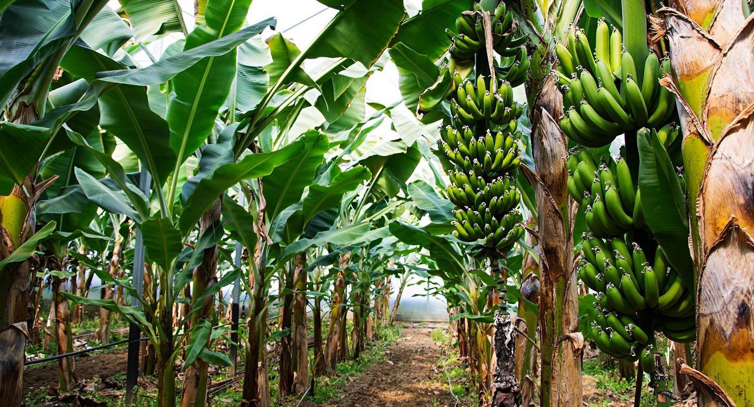 Comprehensive Agricultural Solutions